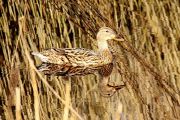duck-197200640