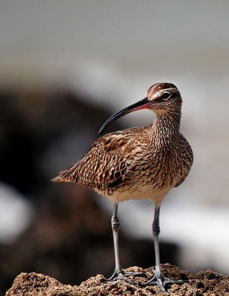 whimbrel-621376640